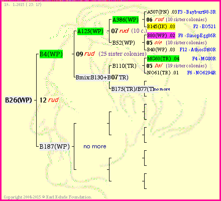 Pedigree of B26(WP) :
four generations presented