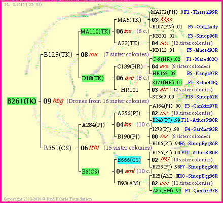 Pedigree of B261(TK) :
four generations presented