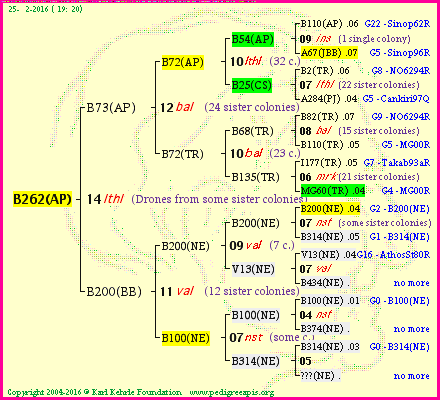 Pedigree of B262(AP) :
four generations presented