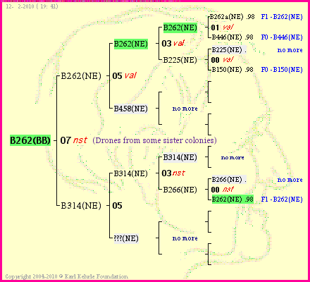 Pedigree of B262(BB) :
four generations presented