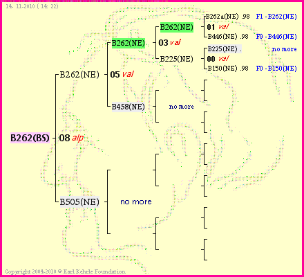 Pedigree of B262(BS) :
four generations presented