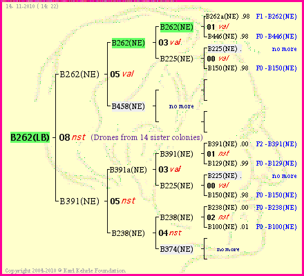 Pedigree of B262(LB) :
four generations presented