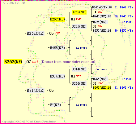 Pedigree of B262(NE) :
four generations presented