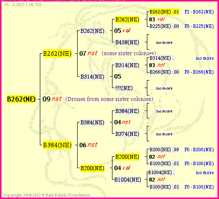 Pedigree of B262(NE) :
four generations presented