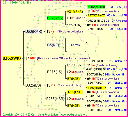 Pedigree of B262(WK) :
four generations presented<br />it's temporarily unavailable, sorry!