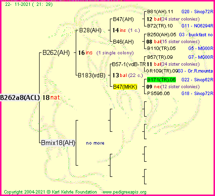 Pedigree of B262a8(ACL) :
four generations presented
it's temporarily unavailable, sorry!