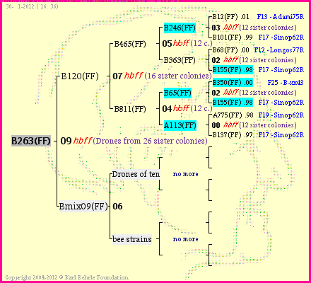 Pedigree of B263(FF) :
four generations presented