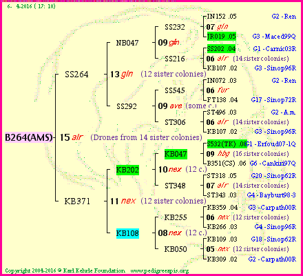 Pedigree of B264(AMS) :
four generations presented
it's temporarily unavailable, sorry!