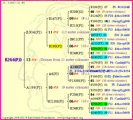 Pedigree of B264(PJ) :
four generations presented
it's temporarily unavailable, sorry!