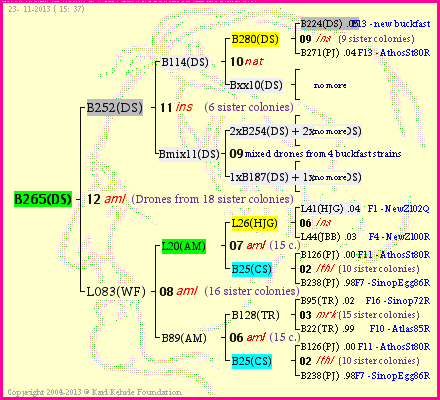 Pedigree of B265(DS) :
four generations presented