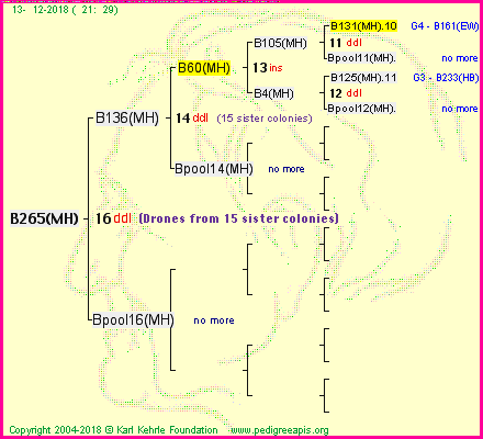 Pedigree of B265(MH) :
four generations presented<br />it's temporarily unavailable, sorry!