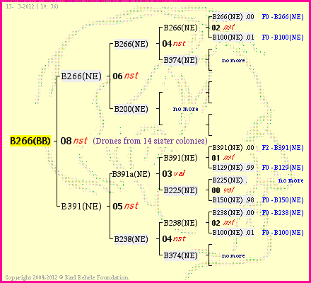 Pedigree of B266(BB) :
four generations presented