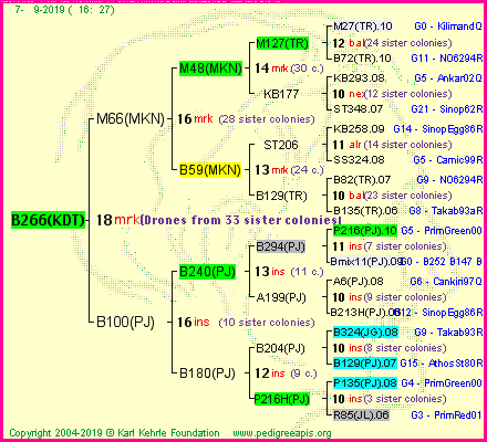 Pedigree of B266(KDT) :
four generations presented<br />it's temporarily unavailable, sorry!