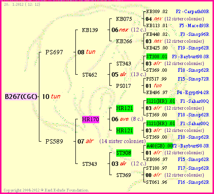 Pedigree of B267(CGC) :
four generations presented