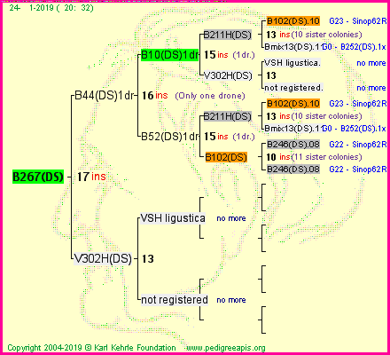 Pedigree of B267(DS) :
four generations presented<br />it's temporarily unavailable, sorry!