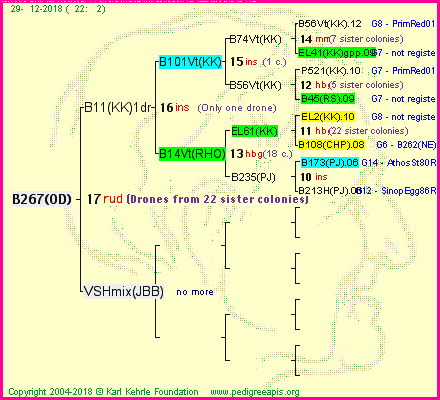 Pedigree of B267(OD) :
four generations presented<br />it's temporarily unavailable, sorry!