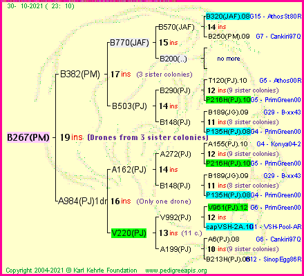 Pedigree of B267(PM) :
four generations presented
it's temporarily unavailable, sorry!