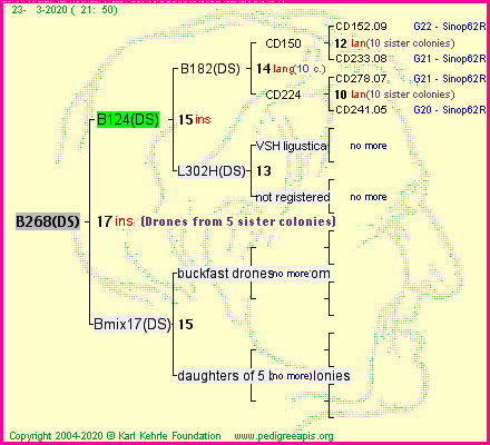 Pedigree of B268(DS) :
four generations presented
it's temporarily unavailable, sorry!