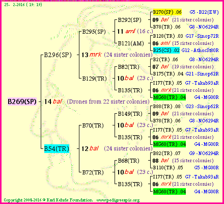 Pedigree of B269(SP) :
four generations presented