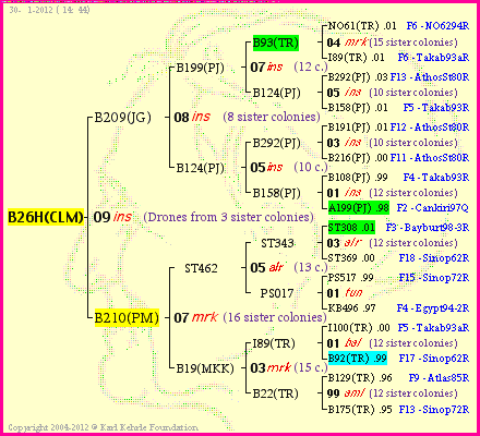 Pedigree of B26H(CLM) :
four generations presented