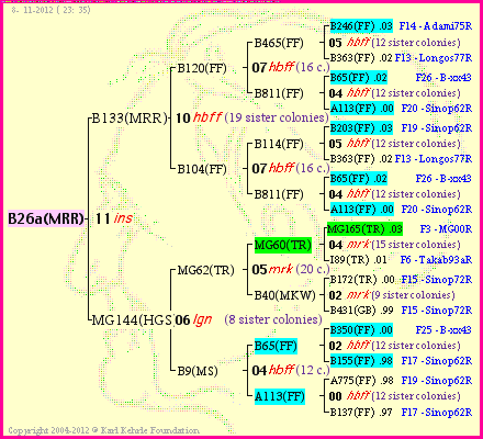 Pedigree of B26a(MRR) :
four generations presented