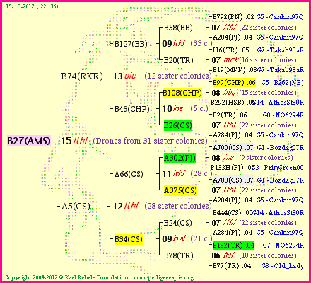 Pedigree of B27(AMS) :
four generations presented