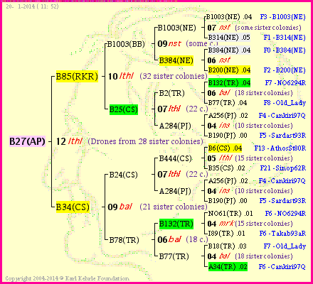 Pedigree of B27(AP) :
four generations presented