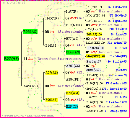 Pedigree of B27(AS) :
four generations presented