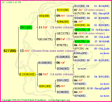 Pedigree of B27(BB) :
four generations presented