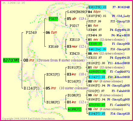 Pedigree of B27(CW) :
four generations presented