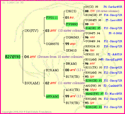 Pedigree of B27(FIV) :
four generations presented