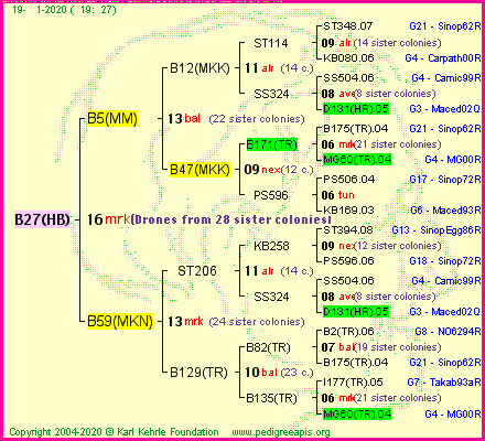 Pedigree of B27(HB) :
four generations presented<br />it's temporarily unavailable, sorry!