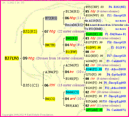 Pedigree of B27(JV) :
four generations presented