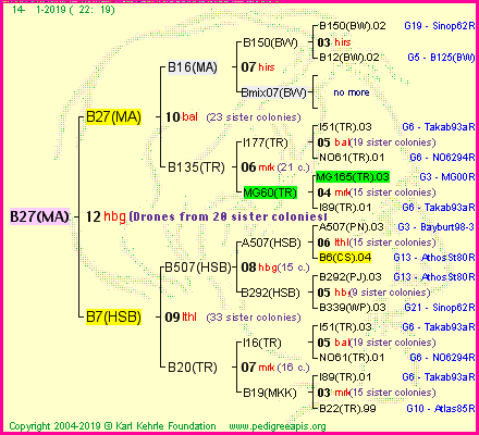 Pedigree of B27(MA) :
four generations presented<br />it's temporarily unavailable, sorry!