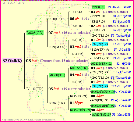 Pedigree of B27(MKK) :
four generations presented