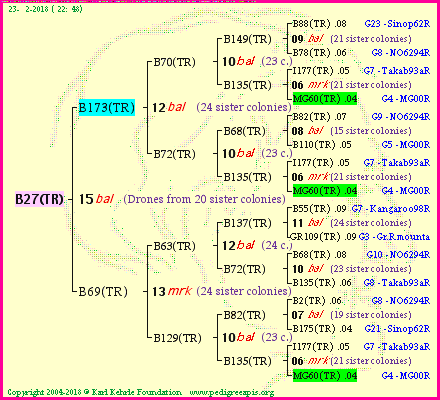 Pedigree of B27(TR) :
four generations presented