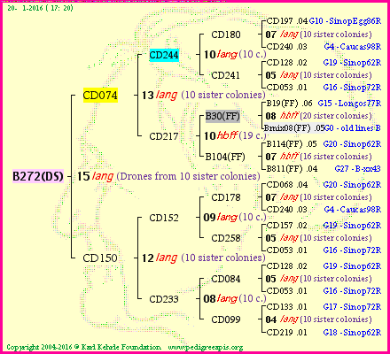 Pedigree of B272(DS) :
four generations presented