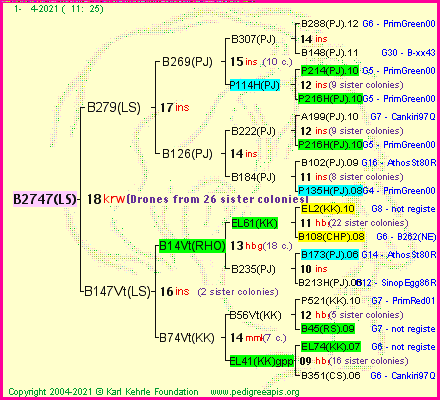 Pedigree of B2747(LS) :
four generations presented
it's temporarily unavailable, sorry!