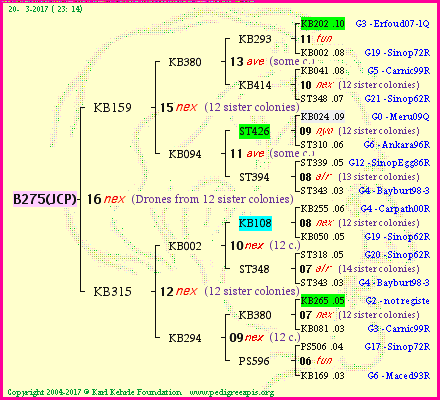 Pedigree of B275(JCP) :
four generations presented