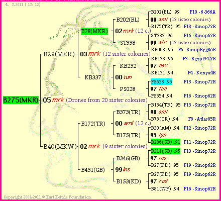 Pedigree of B275(MKR) :
four generations presented