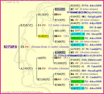 Pedigree of B275(PJ) :
four generations presented