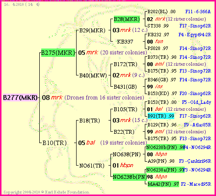 Pedigree of B277(MKR) :
four generations presented