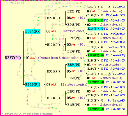 Pedigree of B277(PJ) :
four generations presented