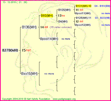 Pedigree of B278(MH) :
four generations presented<br />it's temporarily unavailable, sorry!