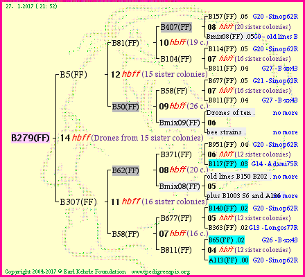 Pedigree of B279(FF) :
four generations presented