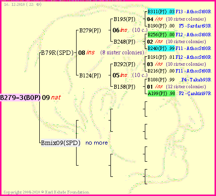 Pedigree of B279-3(BOP) :
four generations presented