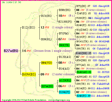 Pedigree of B27v(BS) :
four generations presented
