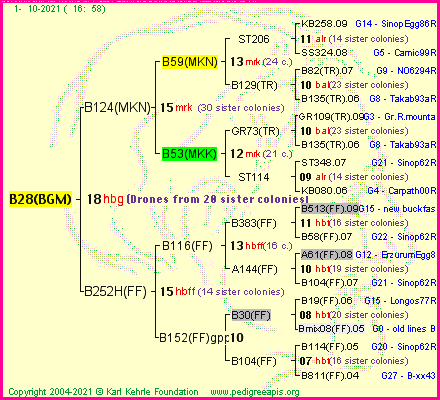 Pedigree of B28(BGM) :
four generations presented
it's temporarily unavailable, sorry!