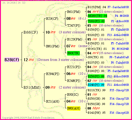 Pedigree of B28(CF) :
four generations presented