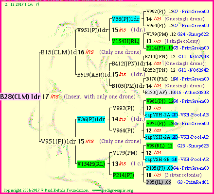 Pedigree of B28(CLM)1dr :
four generations presented